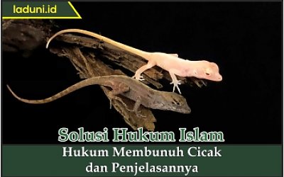 Hukum Membunuh Cicak Dan Penjelasannya Hewan Qurban Dan Aqiqah Laduni Id