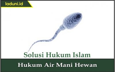 Hukum Air Mani Hewan Hewan Qurban Dan Aqiqah Laduni Id