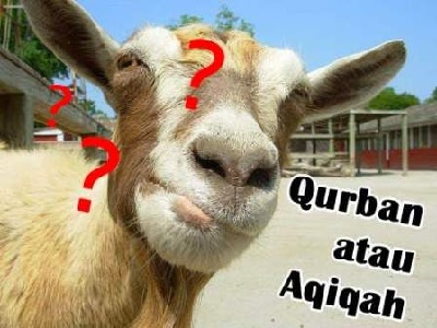 Qurban Atau Aqiqah Dulu Hewan Qurban Dan Aqiqah Laduni Layanan Digital Untuk Negeri