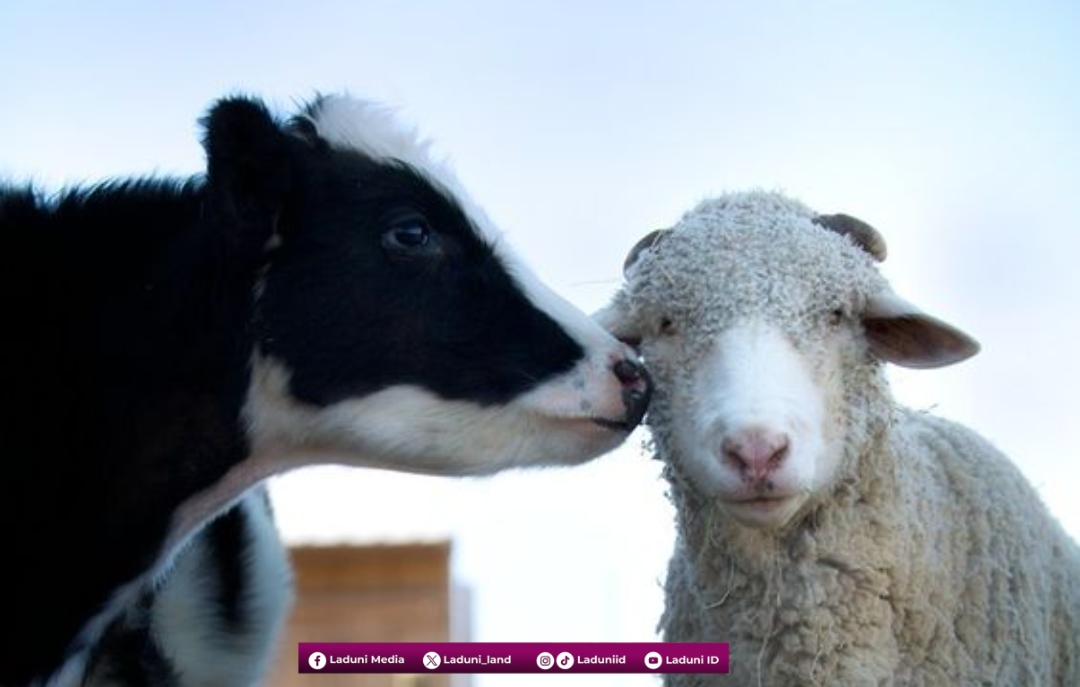 Solusi Mbah Wahab tentang Ibadah Qurban